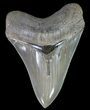 Serrated, Megalodon Tooth - Great Tip #70034-1